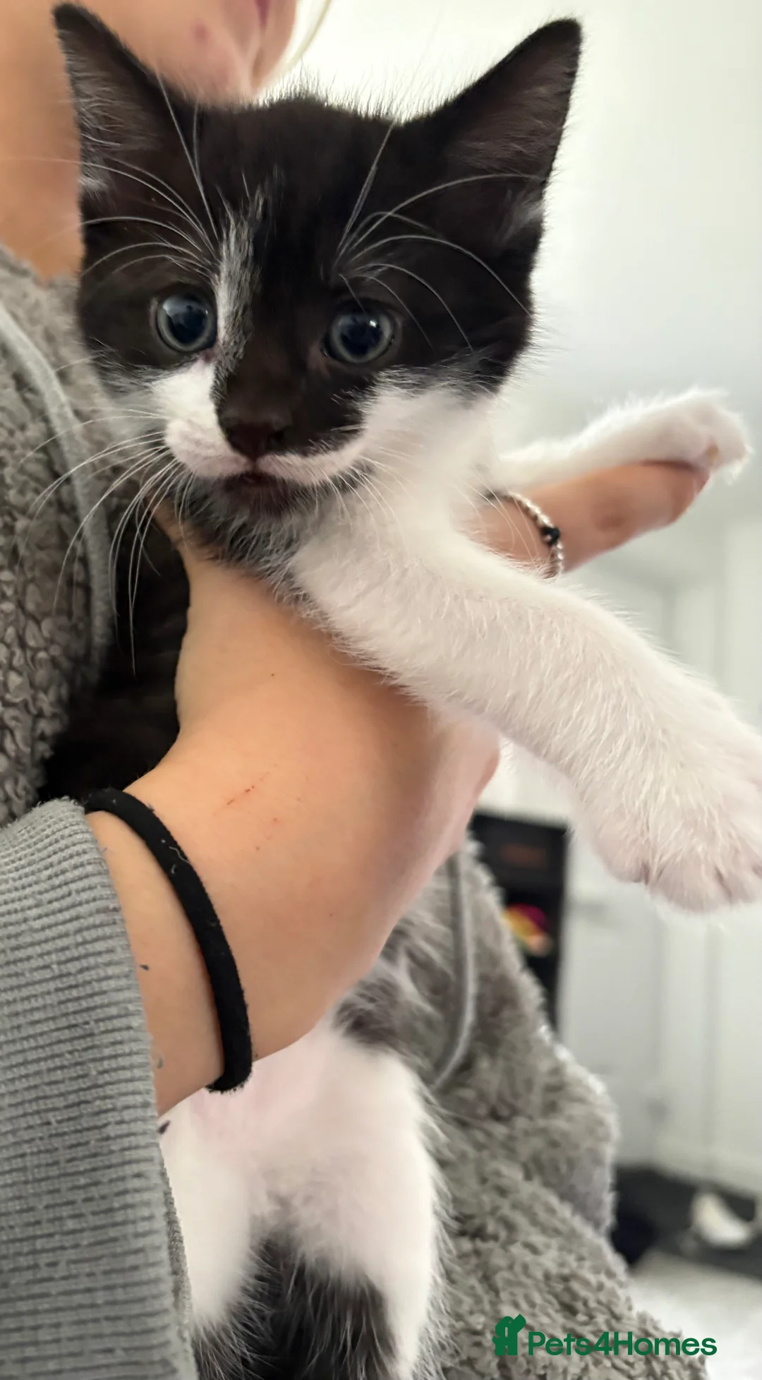 Mixed Breed cats for sale: 1 male kitten  - Advert 6