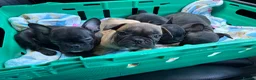 French Bulldog dogs for sale: French bulldog  in Great Yarmouth - Advert 9