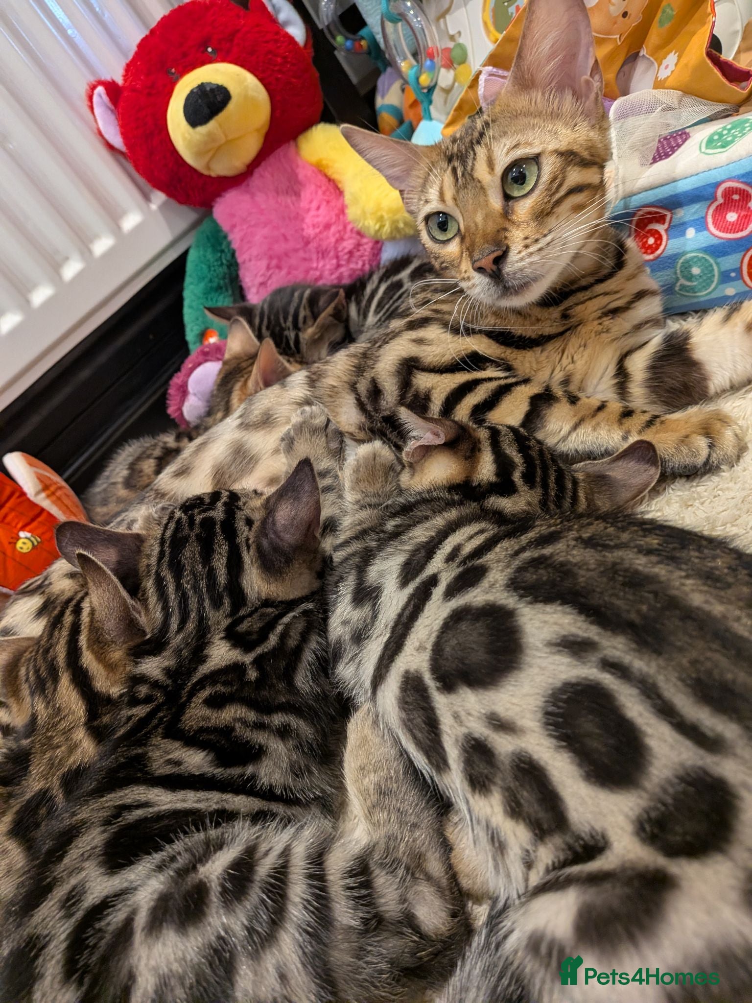 Bengal cats Bengal kittens in Essex TICA registered purebred  - Advert 1