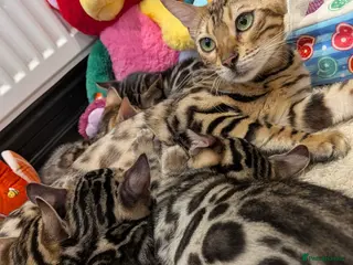 Bengal cats Bengal kittens in Essex TICA registered purebred - Advert 1