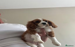 Cavalier King Charles Spaniel dogs for sale: KC Cavalier King Charles spaniel puppies - Image 2