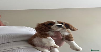 Cavalier King Charles Spaniel dogs - Advert 4