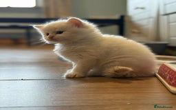 Mixed Breed cats for sale: Male kitten for sale  - Image 2