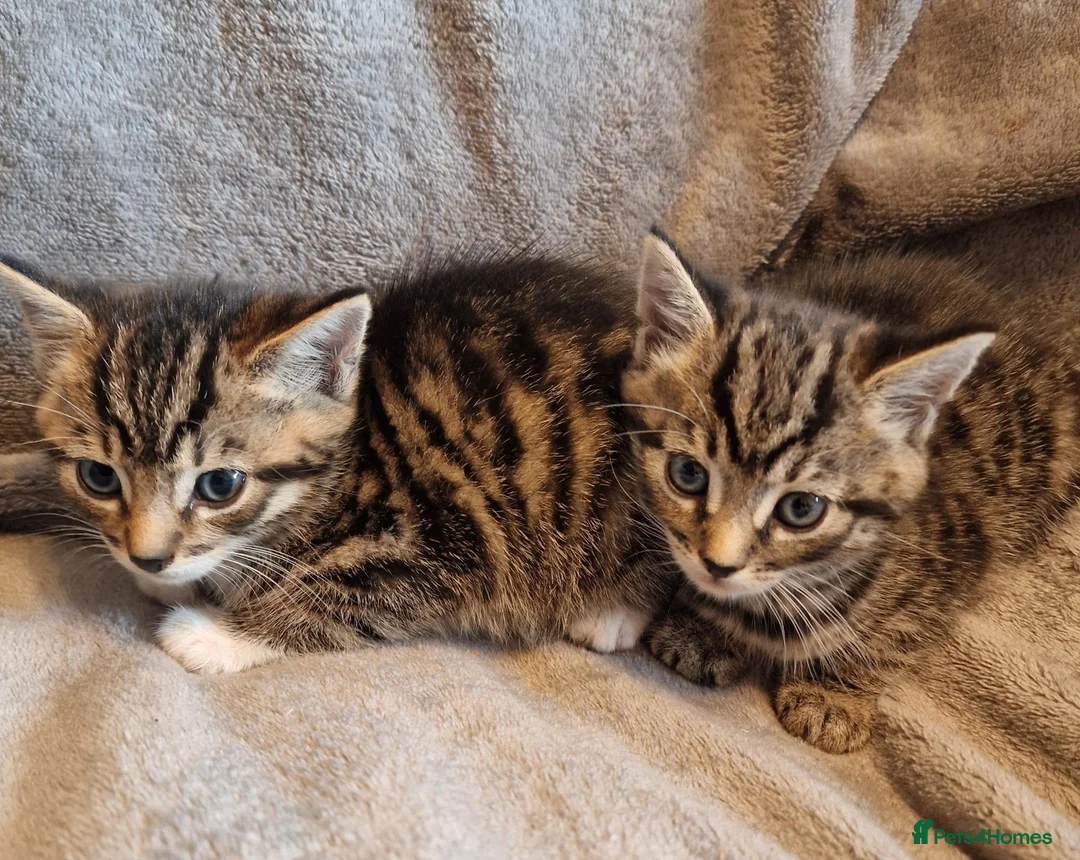 British Shorthair cats for sale: Beautiful Tabby and grey Tabby kittens  - Advert 2