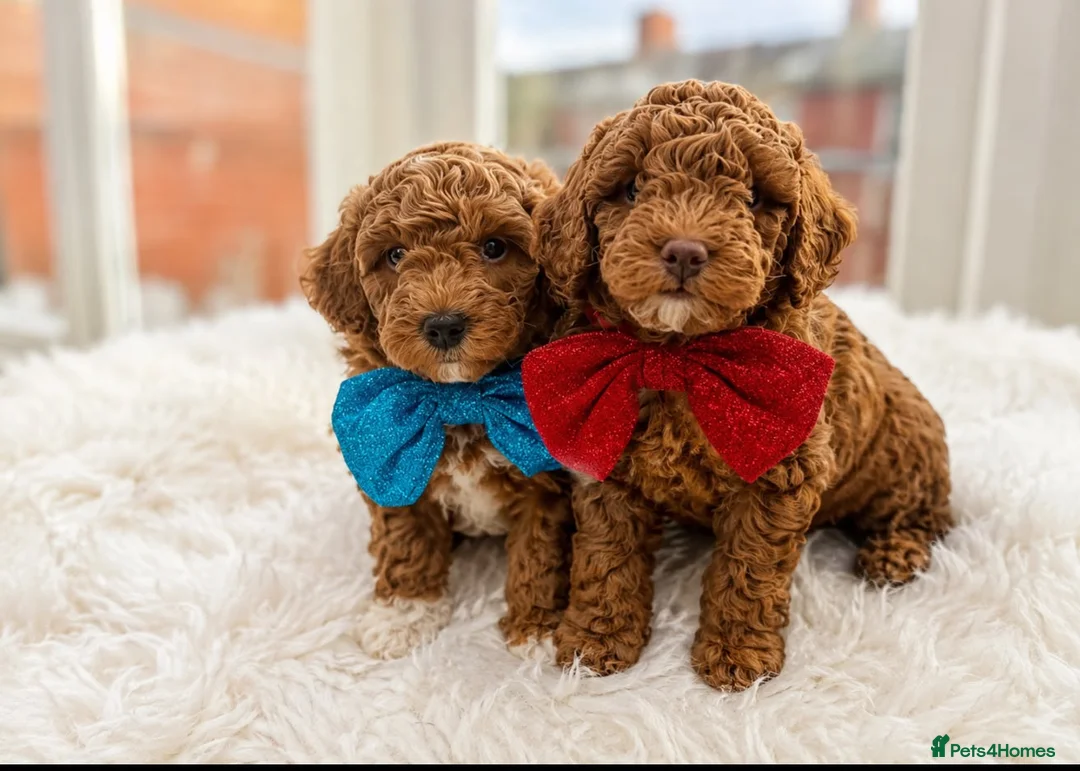 Poochon dogs for sale: 2 Toy poodle/poochon pups for sale.  - Advert 2