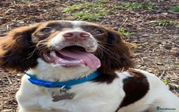 English Springer Spaniel dogs for sale: English springer spaniel  - Image 7
