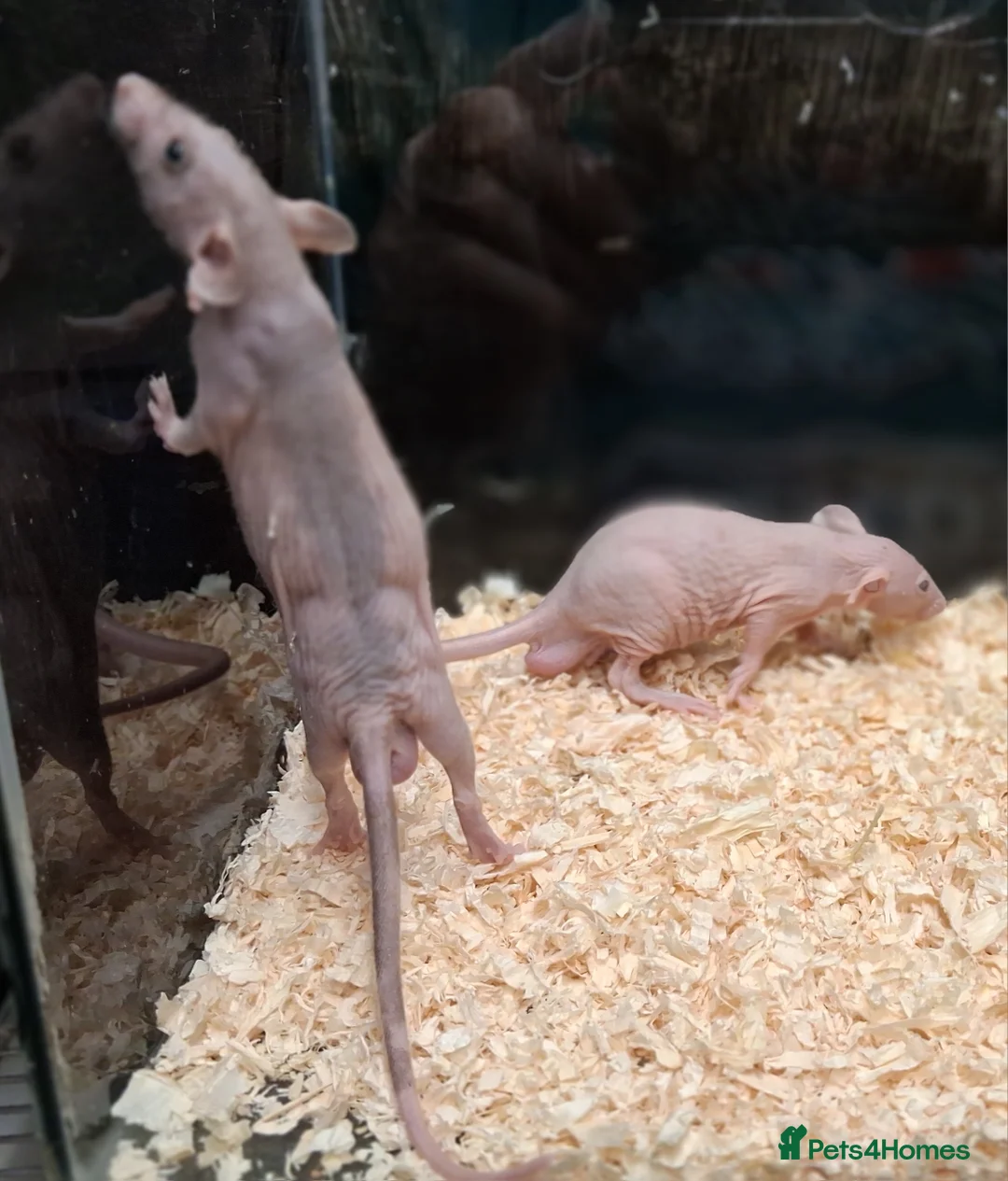 Rat rodents for sale: Baby Dumbo rats, natural, Rex , Nakeds - Advert 18