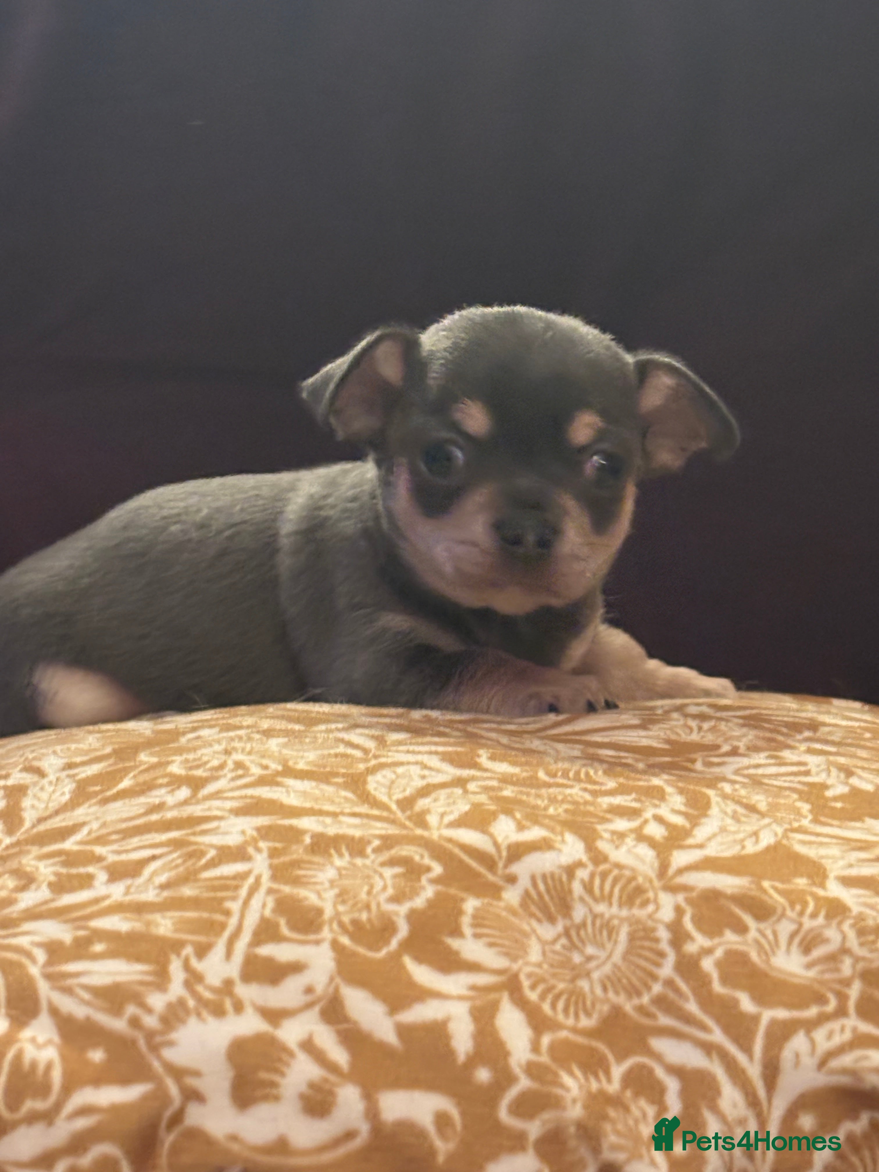 Chihuahua dogs 🎉BORN 25/12/25🎉. LAST BOY AVAILABLE 💛💛💛 - Advert 4