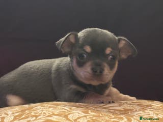 Chihuahua dogs 🎉BORN 25/12/25🎉. LAST BOY AVAILABLE 💛💛💛 - Advert 4