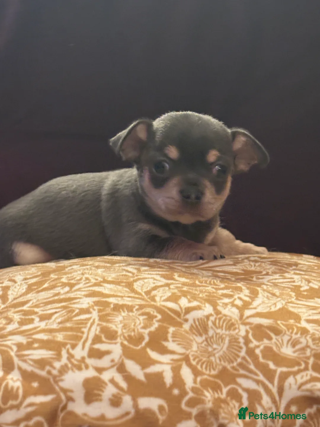 Chihuahua dogs for sale: 🎉BORN 25/12/25🎉. LAST BOY READY 13/03/26 💛💛💛 - Advert 4
