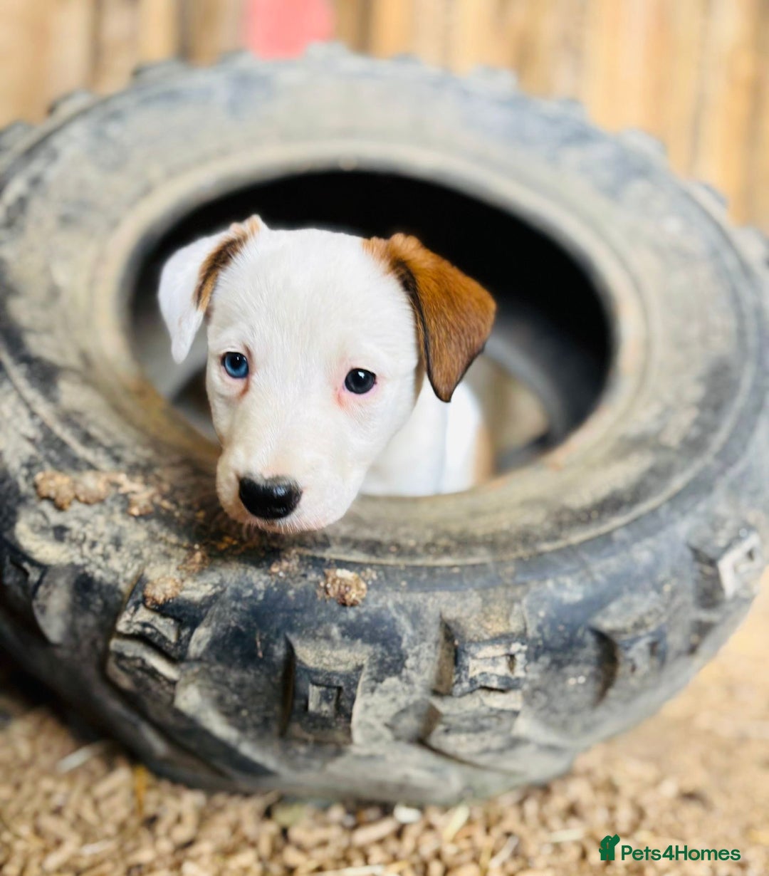 Border Collie dogs for sale: Border collie puppies.  - Image 4