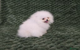 Pomeranian dogs for sale: Gorgeous Teddy bear Pomeranian puppies  - Image 4