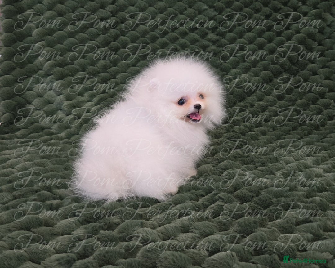 Pomeranian dogs for sale: Gorgeous Teddy bear Pomeranian puppies  - Image 4