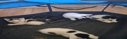 Mixed Breed cats for sale: Kittens - Advert 2