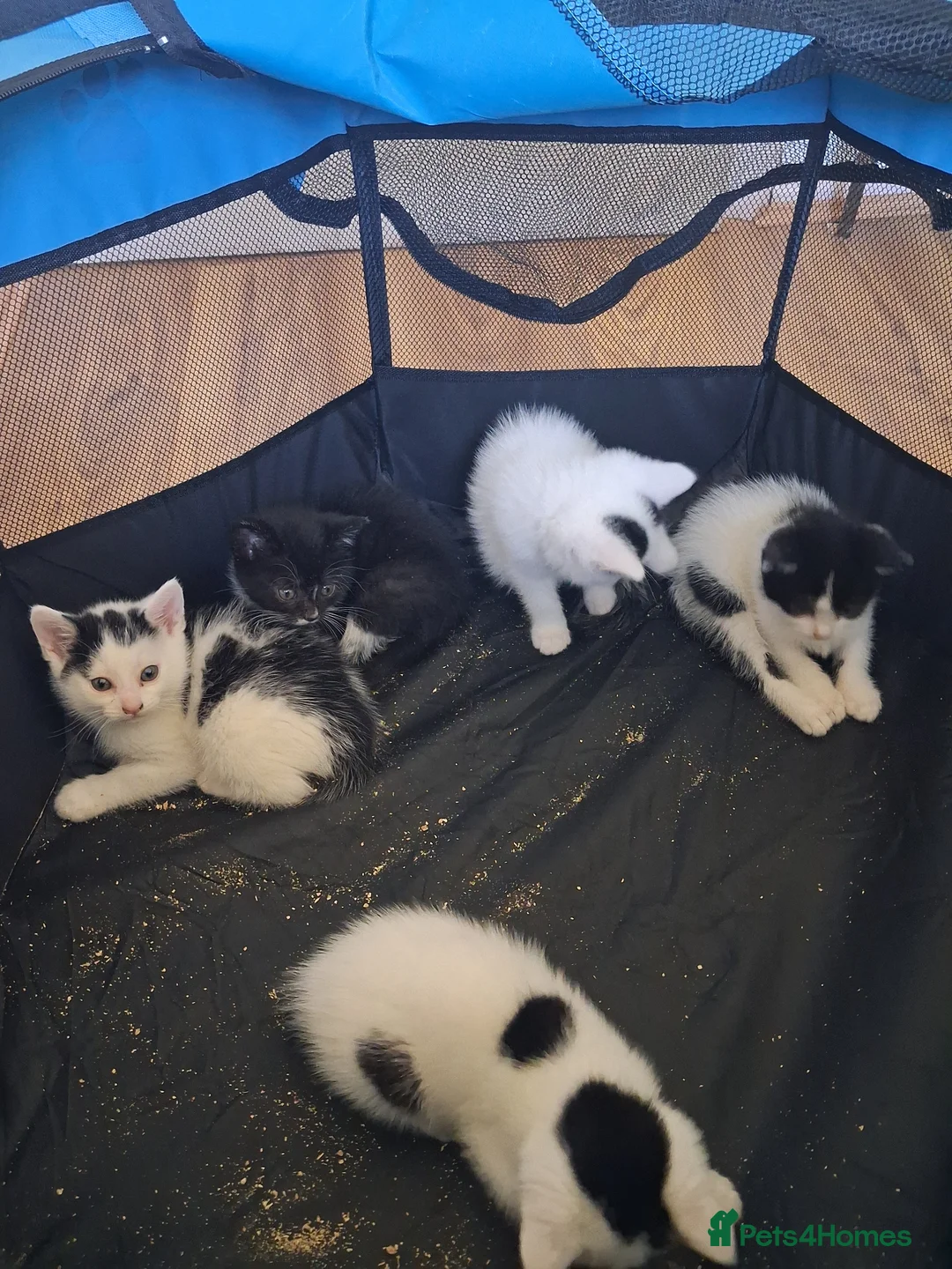 Mixed Breed cats for sale: Kittens - Advert 2