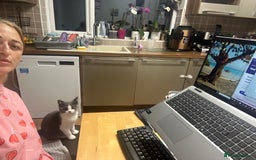 British Shorthair cats for sale: British shorthair blue and white, 4 months old  - Image 20