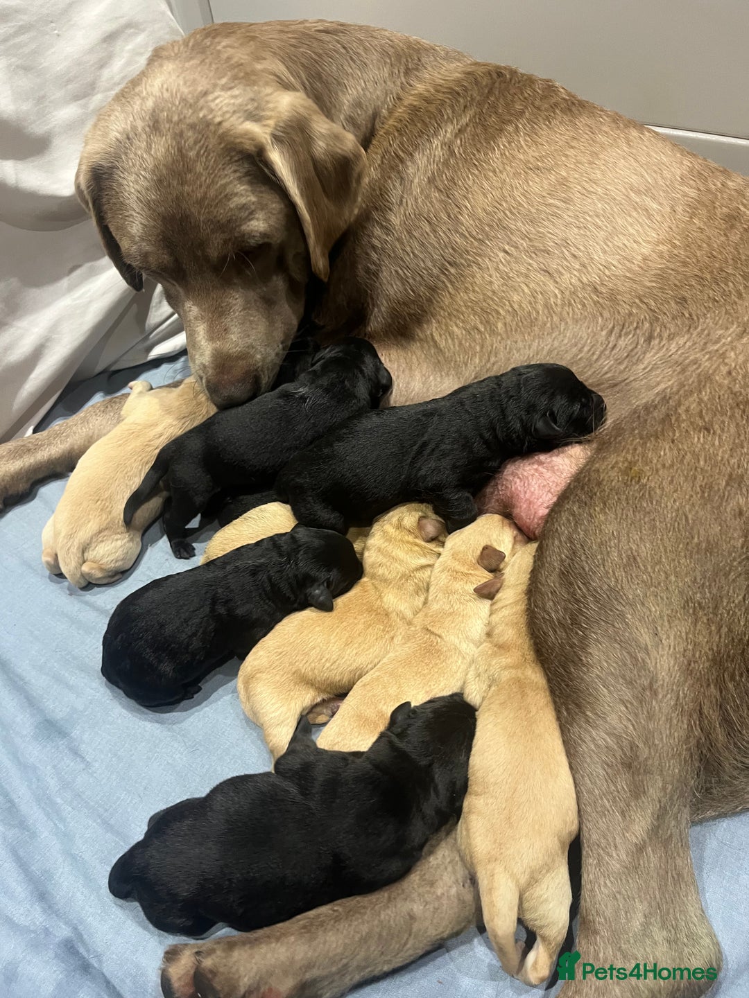 Labrador Retriever dogs for sale: New KC litter of Labradors just born VET approved - Image 6