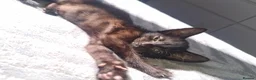 Mixed Breed cats for sale: Two beautiful females - Advert 6