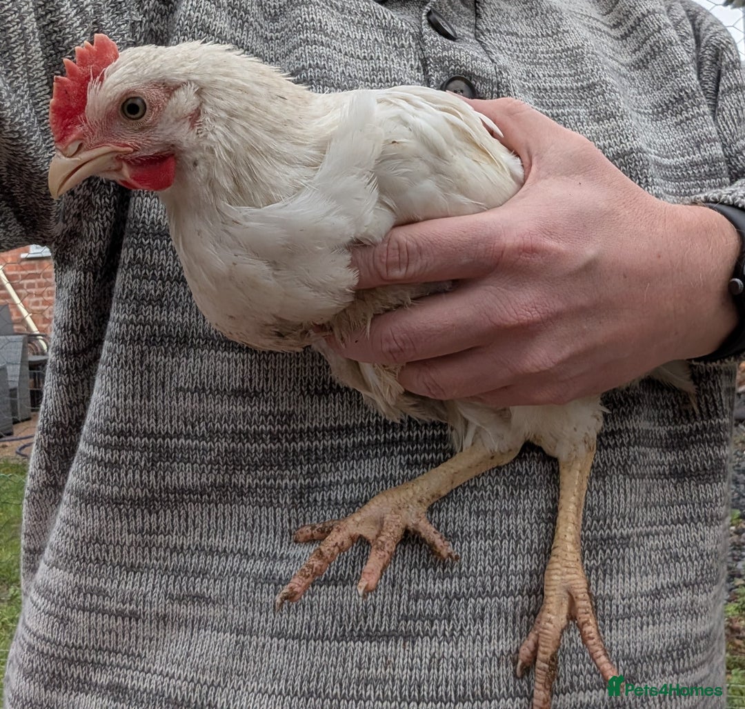 Chickens poultry for sale: 3 x 8 week old bantam chicks - Advert 7