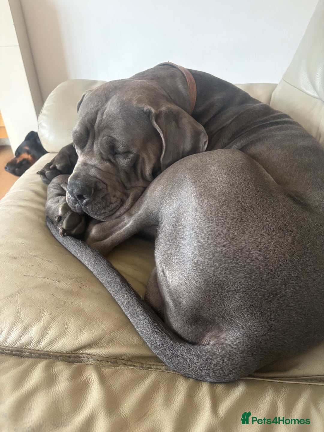 Mixed Breed dogs for sale: 3 beautiful boys for sale  - Image 4