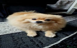 Pomeranian dogs for sale: Female Pomeranian ,Gorgeous pure - Image 2