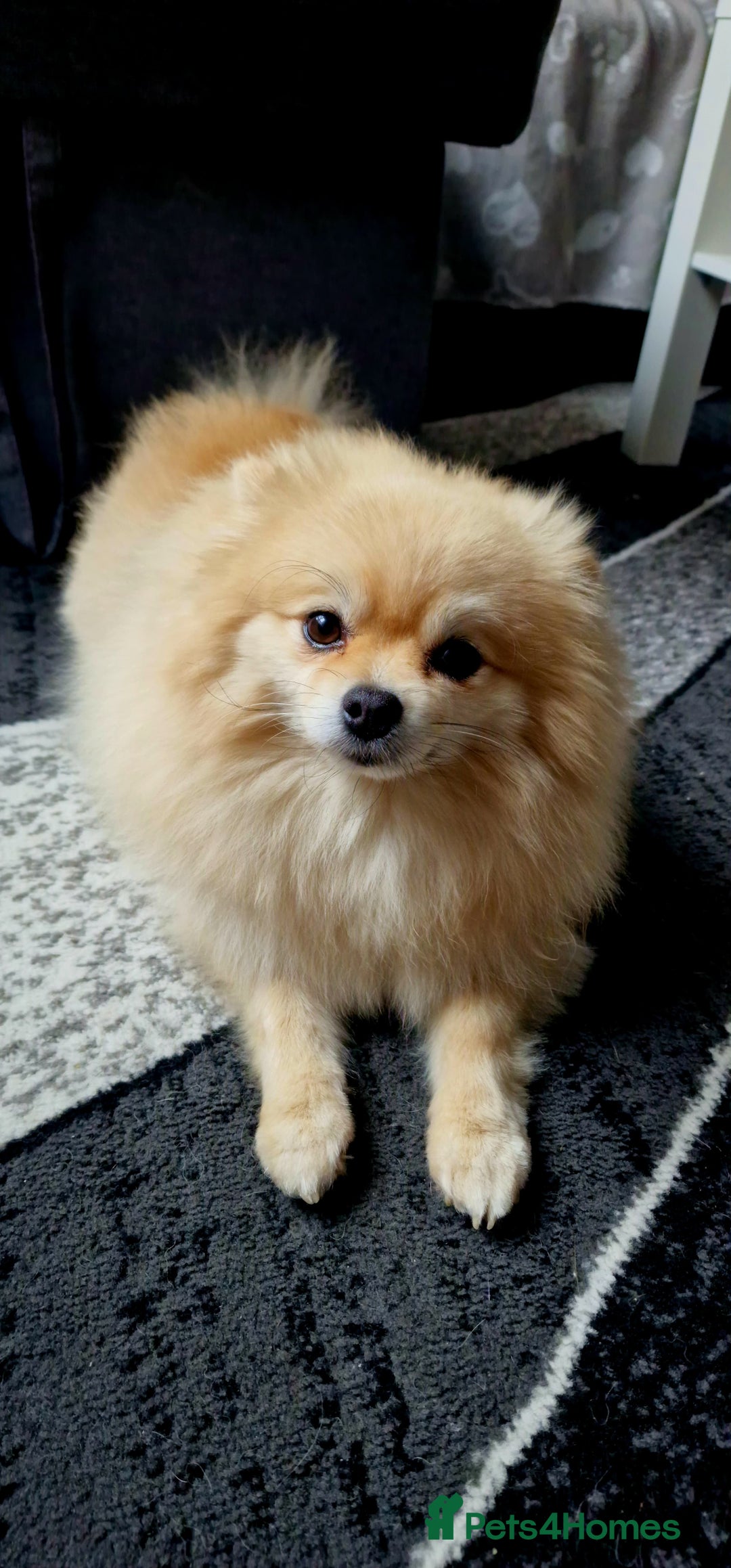Pomeranian dogs for sale: Female Pomeranian ,Gorgeous pure - Image 2