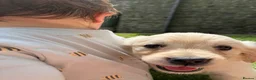 Golden Retriever dogs for sale: FULLY VACCINATED KC REG GOLDEN RETRIEVERS - Advert 17