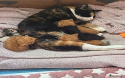 Mixed Breed cats for sale: Main coon mix kittens - Image 21