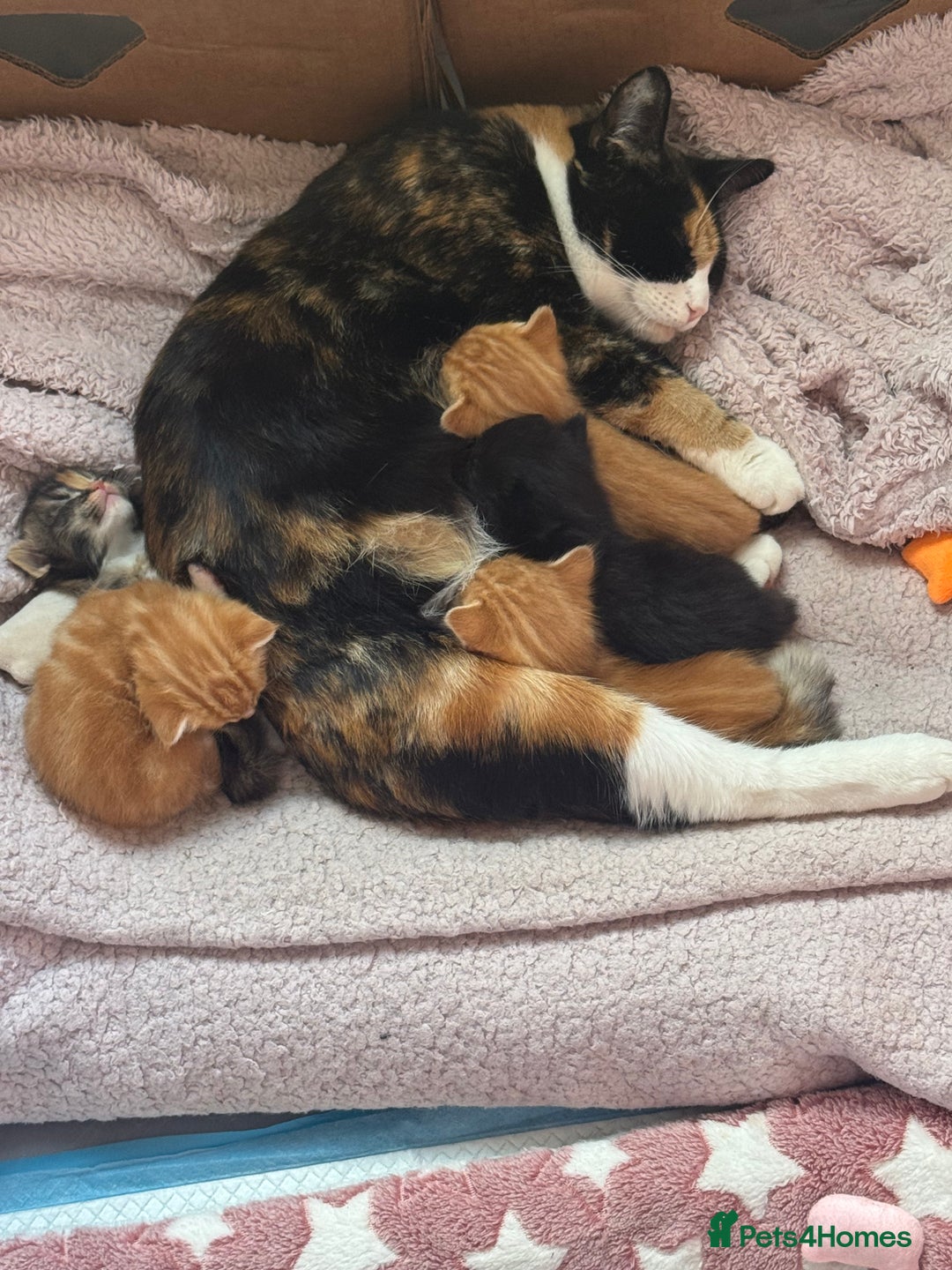 Mixed Breed cats for sale: Main coon mix kittens - Image 21