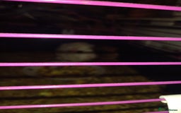 Tan rabbits for sale: 2 Female guinea pigs - Image 3