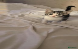 British Shorthair cats for sale: Kittens - Image 4