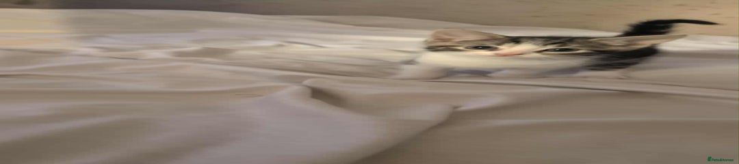 British Shorthair Kitten 3