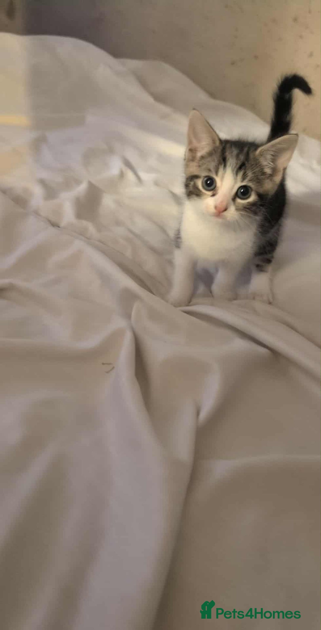 British Shorthair cats for sale: Kittens - Image 4