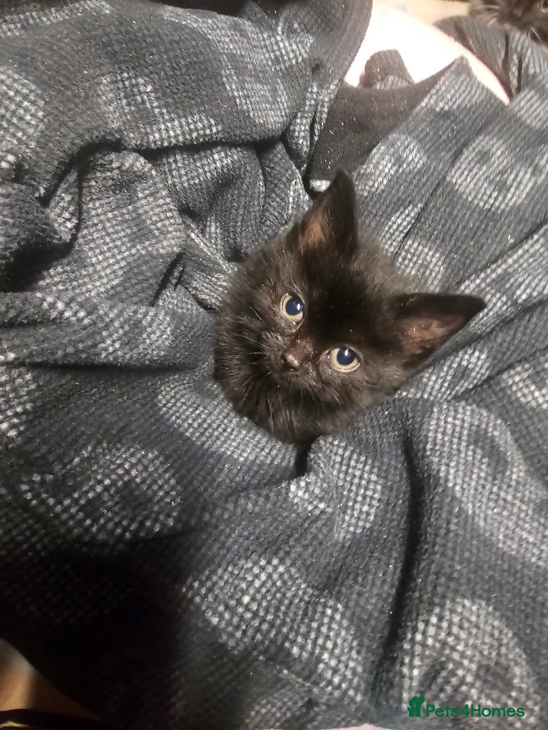 Mixed Breed cats for sale: 4 Gorgeous Bombay-Heritage Kittens- Litter Trained - Advert 10