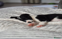 Border Collie dogs for sale: Girl border collie pup - Image 2