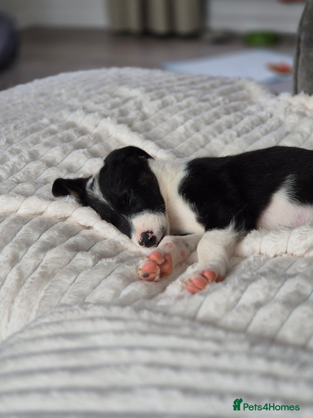 Border Collie dogs for sale: Girl border collie pup - Image 2