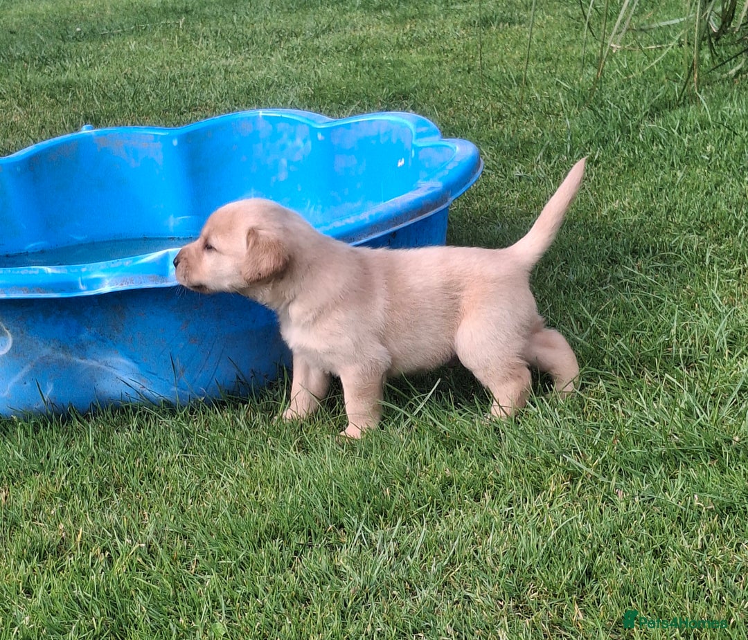 Labrador Retriever dogs for sale: Fifth generation pedigree pups  - Image 14