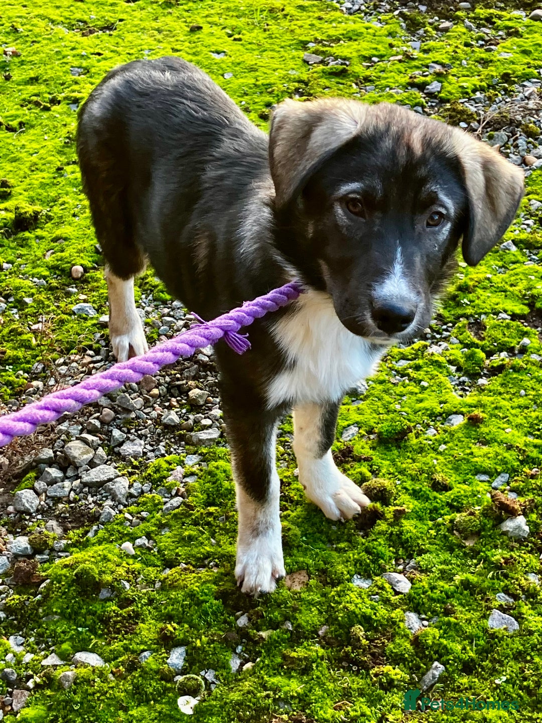 Mixed Breed dogs for sale: READY NOW! Pure Husky x Caucasian Shepherd - Advert 11