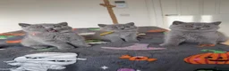 British Shorthair cats for sale: British Shorthair Kittens GCCF Registered😻✨😻 - Advert 6