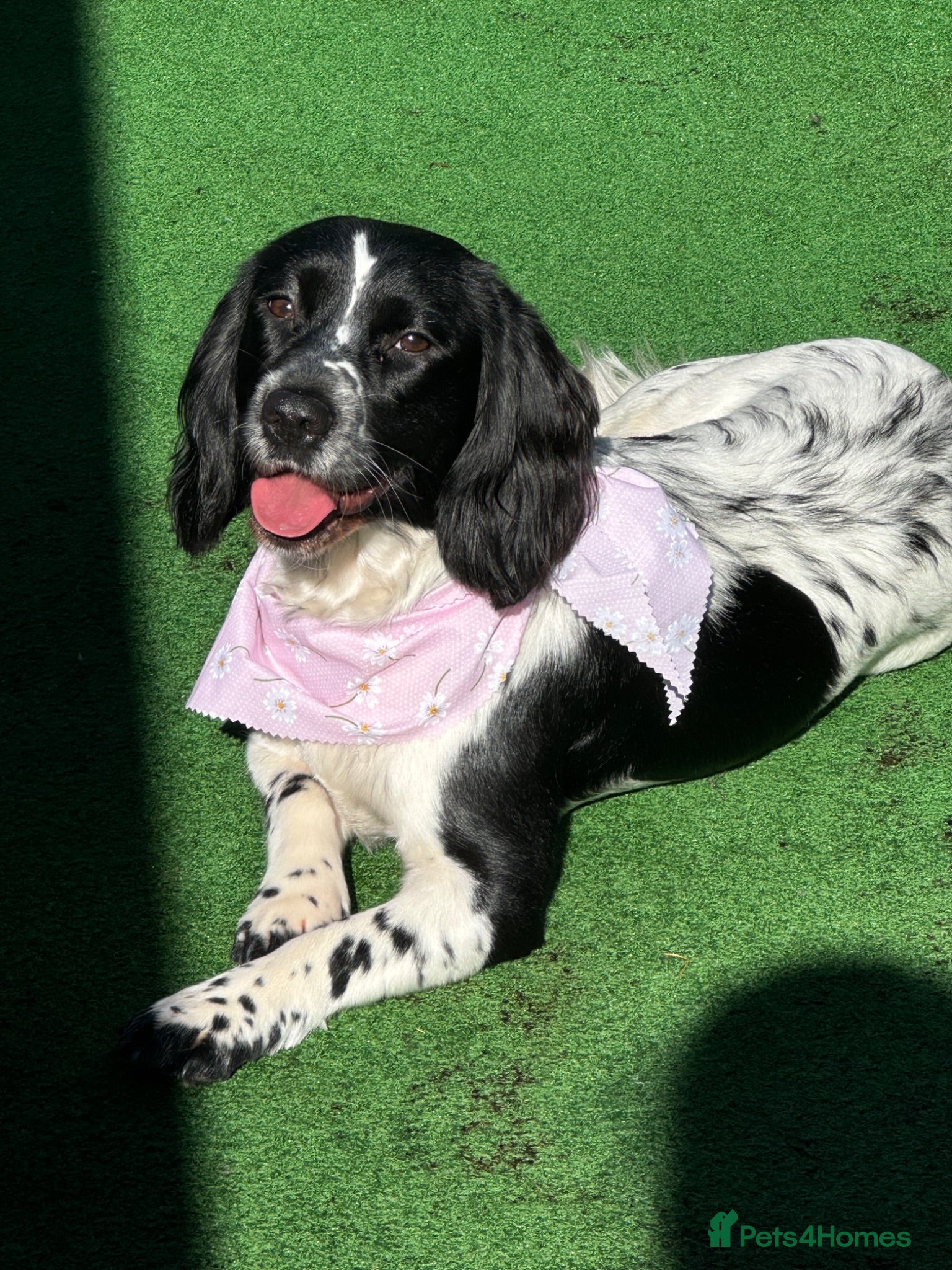 Mixed Breed dogs Sprocker/cockapoo puppies. - Advert 3
