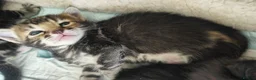 Mixed Breed cats for sale: Beautiful half Bengal kittens available - Advert 23