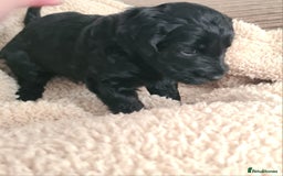 Labradoodle dogs for sale: Rare Roan Ebony Tiny/Mini Labradoodlese Puppies  - Image 29