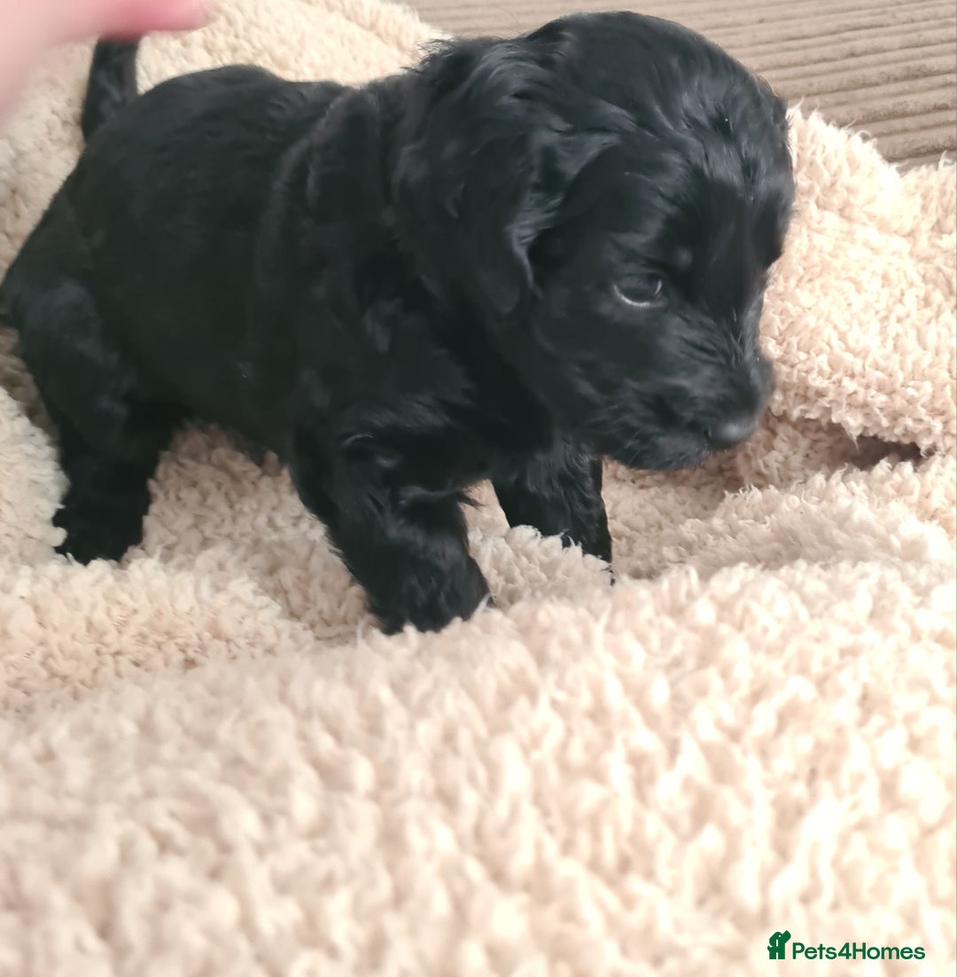 Labradoodle dogs for sale: Rare Roan Ebony Tiny/Mini Labradoodlese Puppies  - Image 29