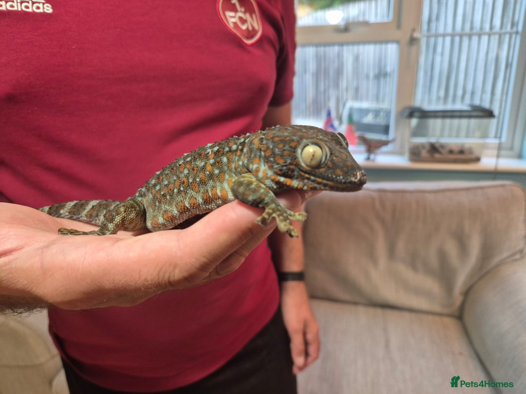 Gecko reptiles for sale: 2 x Female Tokay geckos and individual set ups - Image 8