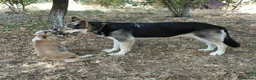 German Shepherd dogs for adoption: Fabulous Flossy - Advert 5