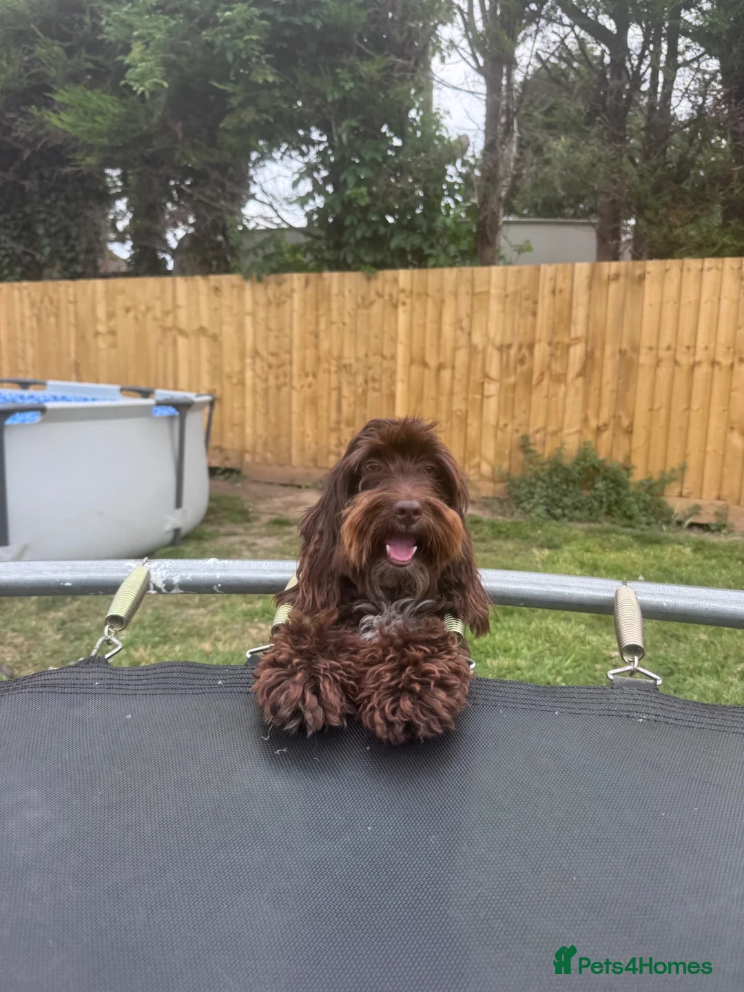 Cockapoo dogs for sale: 2 year old chocolate brown miniature cockapoo  in Spalding - Advert 2