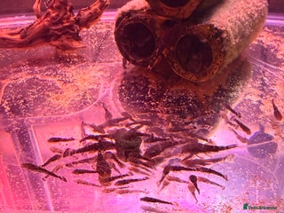 Plecos fish Bristlenose plecos - Advert 1