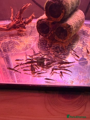 Plecos fish Bristlenose plecos - Advert 1