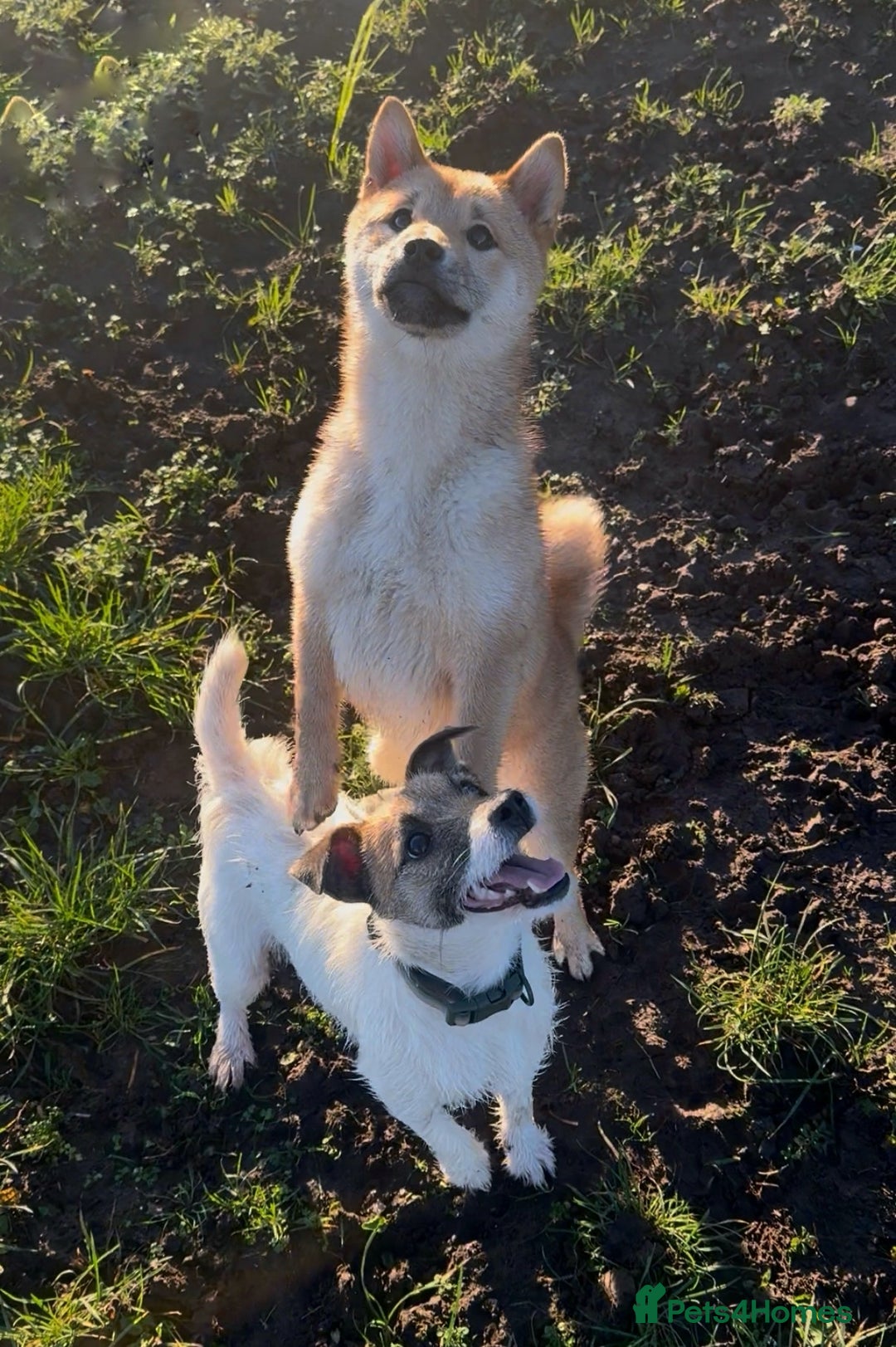 Japanese Shiba Inu dogs for sale: Shiba Inu  - Advert 1