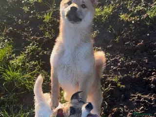 Japanese Shiba Inu dogs Shiba Inu - Advert 7